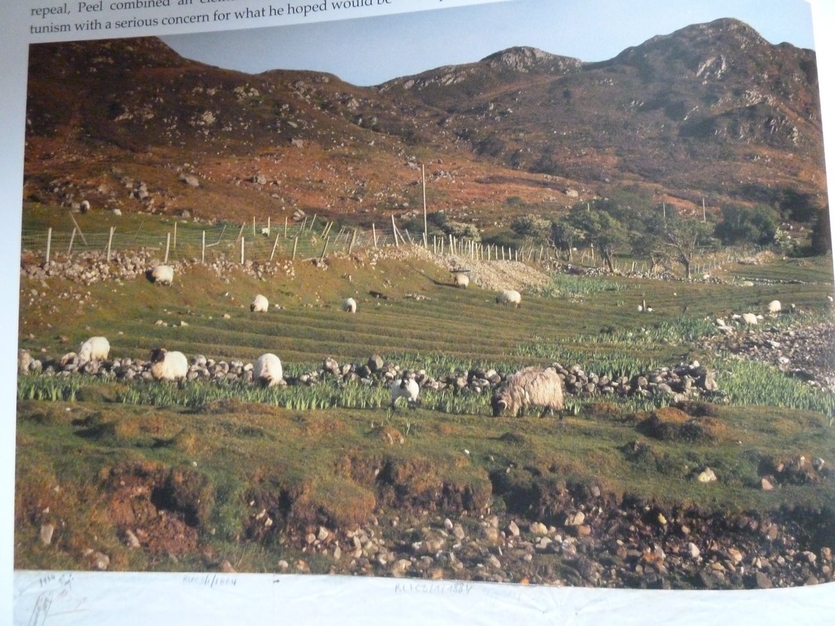 Lumper potato background:6 tonnes could be taken from 1 acre poor land!thrived in acidic, sodden, low-grade soil (couldn't sustain cereals)!highly efficient reclaiming agent!those who didn't have money or didn't want to emigrate could remain on land!©Ruan O'Donnell