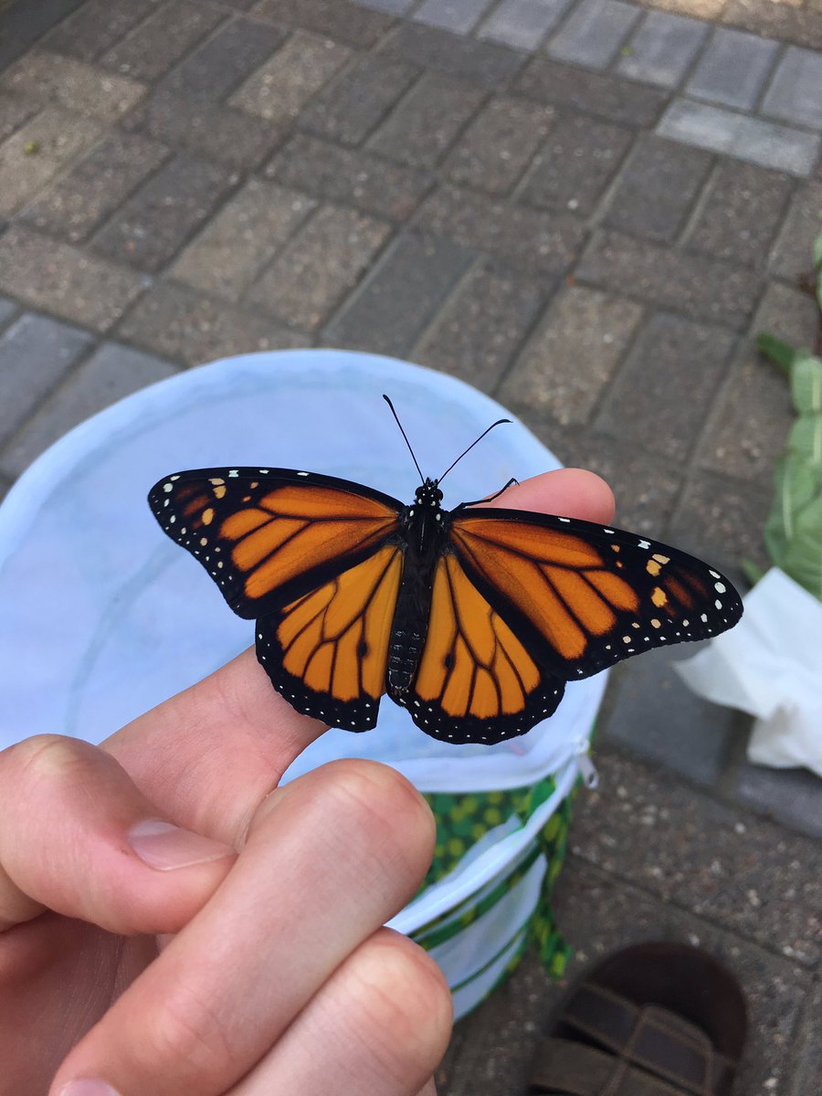 MonarchOfficial's tweet photo. Monarch Fact of the Day:
🖤🧡🖤🧡🖤🧡🖤🧡🖤
Western Monarchs have declined by 99% since the 1980s. Eastern Monarch population has declined by nearly 80%. The decrease is caused by lack of essential resources to thrive. Plant some milkweed and nectar full flowers to save Monarchs! https://t.co/QcslFuteB8