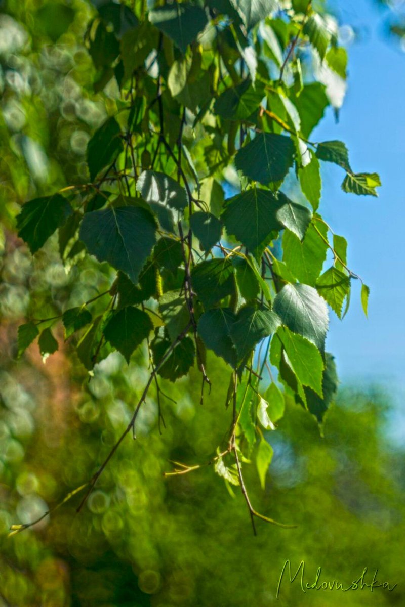 Medovushka131's tweet photo. #береза #гелиос44_2 #советскаяоптика #мануальнаяоптика #leaves🍃 #helios44_2 #Canon600d #manualoptic #bokeh_kings #bokeh_shotz #bokeh_holics #bokeh_love #bokeh_photography #nature_beautiful #nature_photo #nature_good #nature_brilliance #beautiful_shots
https://t.co/xYLuGapfKu https://t.co/HzfD9cHOW4