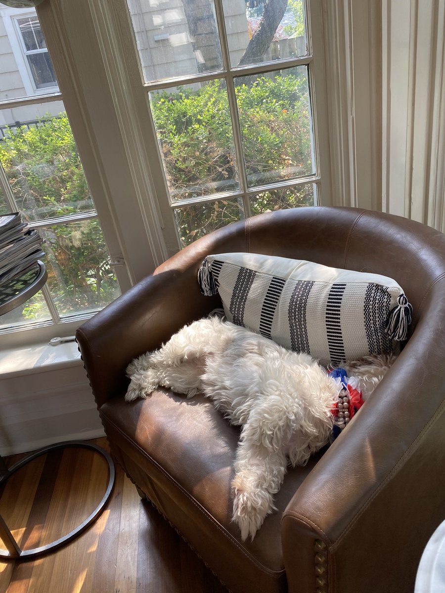 pearlthemeerkat's tweet photo. https://t.co/ZrBw1HzhtJ