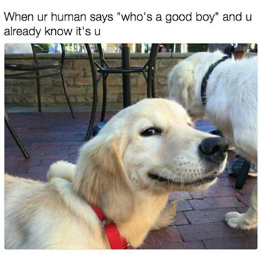 Is your dog this conceited when you tell them? ⁠
⁠
#dogslovers #dogsworld #dogshirt #dogsoftheworld #dogsandcats #dogmomlife #dogmomshirt #dogdad #doghumor #dogsdaily #dogmemes #dogjokes #doggos #goodboy⁠