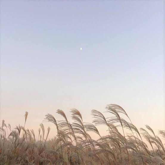 ancilbaeblue's tweet photo. Very first mdsd, i hope this not fail. 

i like sunflower but you like wheat. We are different but it's okay i'll try to be your wheat if you want. Whatever do you like, i'll always by your side🌙

#MyDaySelcaDay #MDSD @day6official @Jae_Day6 #Myday #Jae #eaJ #Day6 https://t.co/CIi0WUM5t0
