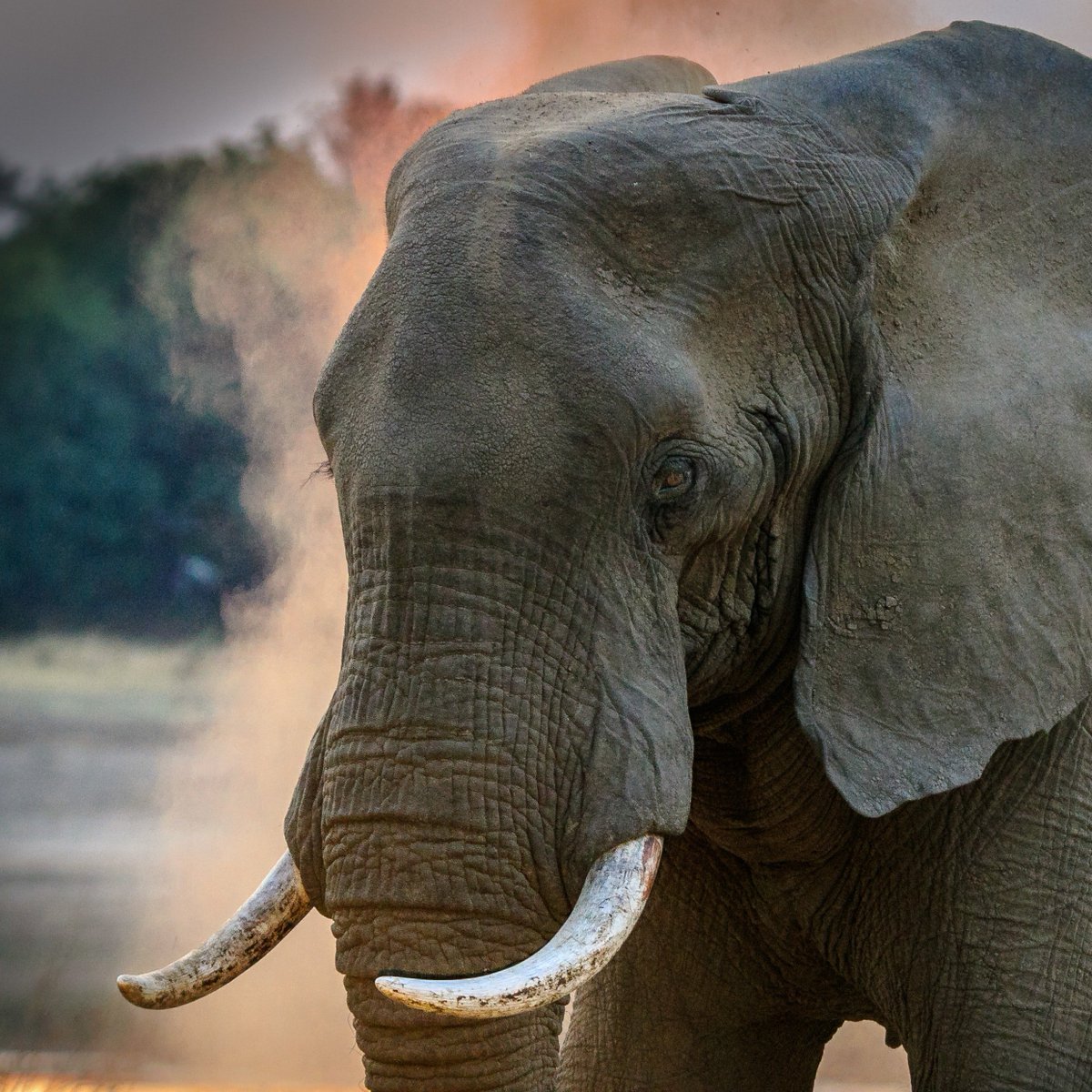 tuCpakoa's tweet image. Au XIXe s, l'amour du billard était si grandissant, que des milliers d'éléphants étaient tués pour fabriquer des boules de billard avec leur défenses.
On chercha une alternative, et c'est ainsi que le celluloïd, le premier plastique industriel, est né.

🔎greenallianceblog.org.uk/2018/09/10/pla…