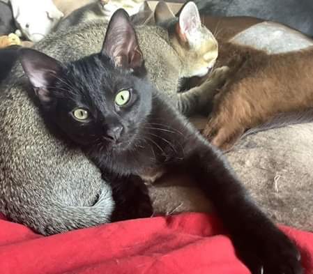 7 month old #Neutered & #Microchipped male #BlackCat, Tommy went #Missing on 30/06/20 from his home in Juniper Drive #MiltonOfCampsie #Glasgow #Scotland #G66. He is small and has yellow eyes and no collar. Check gardens/huts/under hedges
(m.facebook.com/story.php?stor…)
 #lostcat