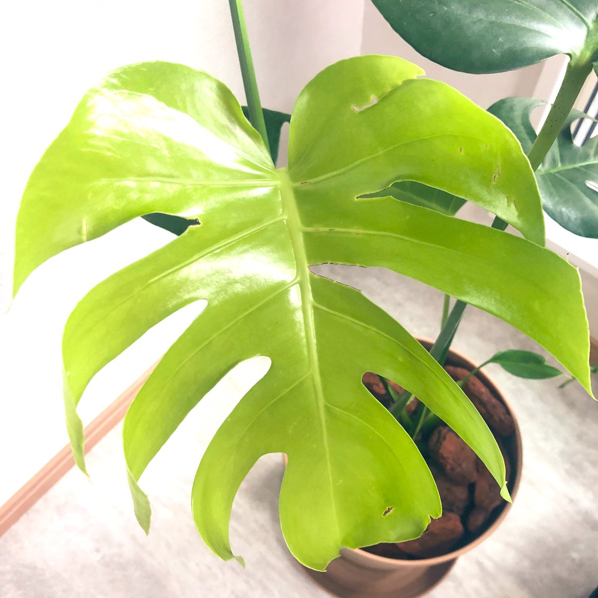 モンステラの新葉 Twitter પર શ ધ