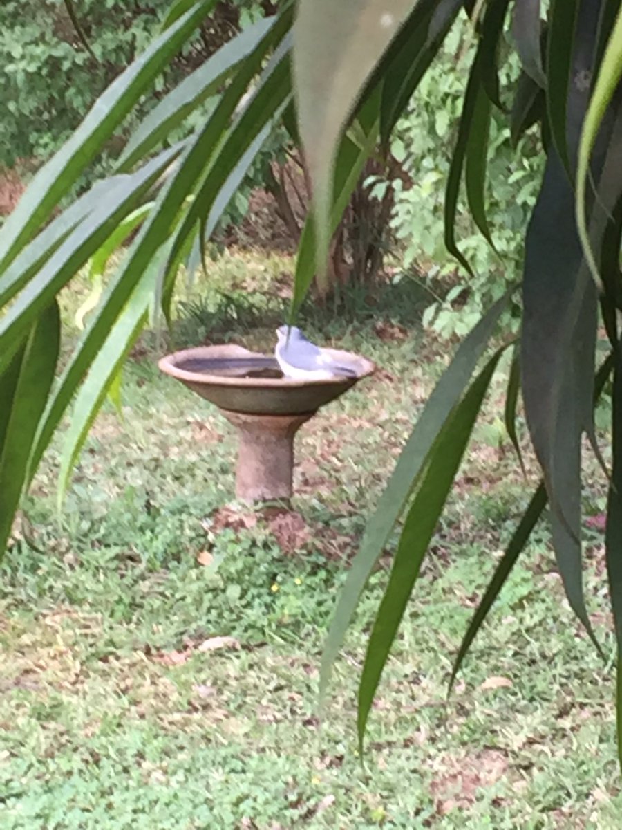 LingaWine's tweet photo. Sunday at Linga #winery. A lovely setting for our #basketball hoop - and a #lizardbuzzard in the birdbath! Oh yes and there is plenty #wine as well! Blessed in #Malawi https://t.co/4eFEaqwZoF