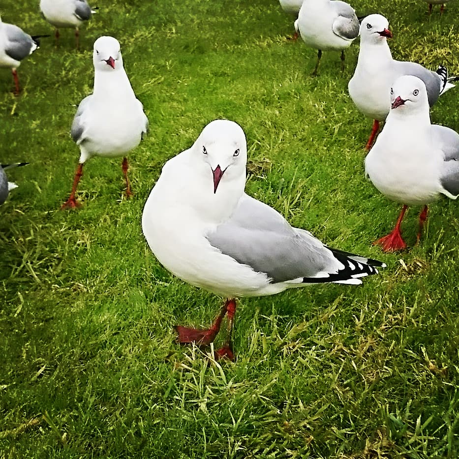 NorikoOki's tweet photo. 今日はカモメと戯れました。眉毛のような模様のあるカモメから目が離せなかった。

#カモメ #眉毛 #これから家紋になる #家紋 #ロゴ #アート #家紋デザイナー #沖のりこ #seagull #eyebrow #kamon #logo #art #Japanart #Japaneseart #WhitiDesign  #NewZealand #kamondesigner #NorikoOki https://t.co/IJF0OvcYlP