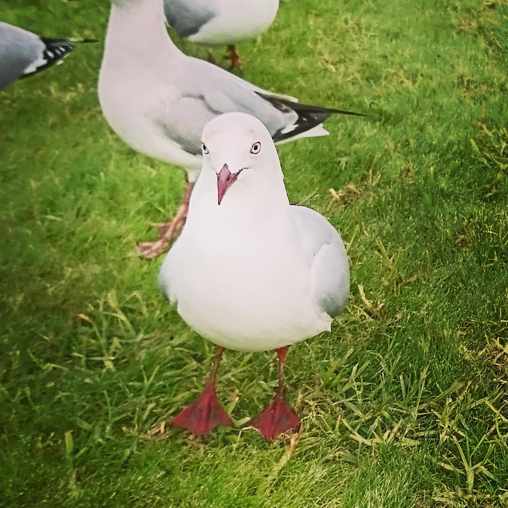 NorikoOki's tweet photo. 今日はカモメと戯れました。眉毛のような模様のあるカモメから目が離せなかった。

#カモメ #眉毛 #これから家紋になる #家紋 #ロゴ #アート #家紋デザイナー #沖のりこ #seagull #eyebrow #kamon #logo #art #Japanart #Japaneseart #WhitiDesign  #NewZealand #kamondesigner #NorikoOki https://t.co/IJF0OvcYlP