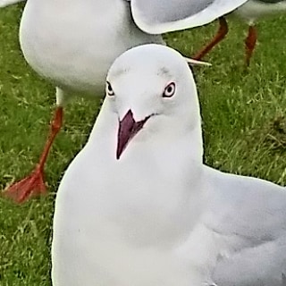 NorikoOki's tweet photo. 今日はカモメと戯れました。眉毛のような模様のあるカモメから目が離せなかった。

#カモメ #眉毛 #これから家紋になる #家紋 #ロゴ #アート #家紋デザイナー #沖のりこ #seagull #eyebrow #kamon #logo #art #Japanart #Japaneseart #WhitiDesign  #NewZealand #kamondesigner #NorikoOki https://t.co/IJF0OvcYlP