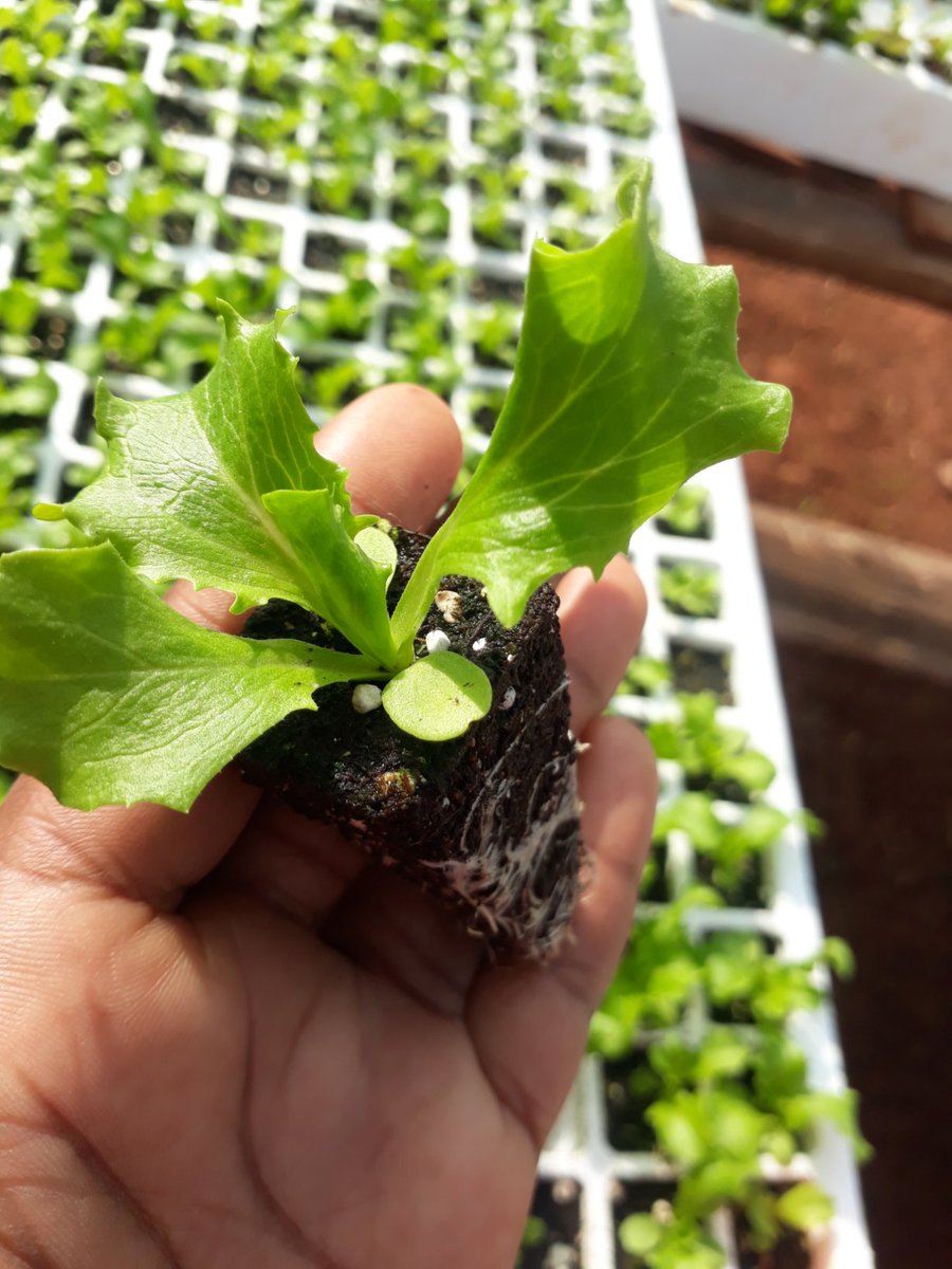 sibagreenlands's tweet photo. Lettuce Seedlings available at our nursery ... we are based in pietermaritzburg, kzn #agriculture #farming #youngandfarming https://t.co/NrqNcmPAd7