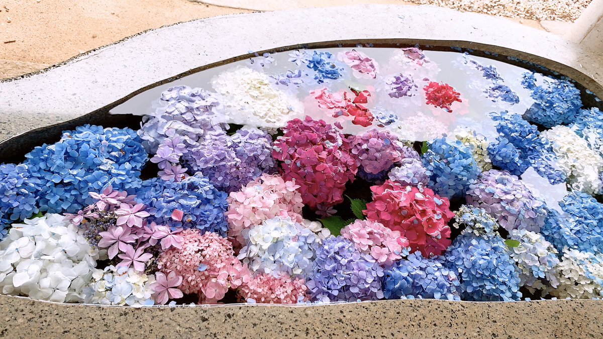 今日紫陽花を見に行ったんです 本当にきれいでした 熊沢こゆきのイラスト