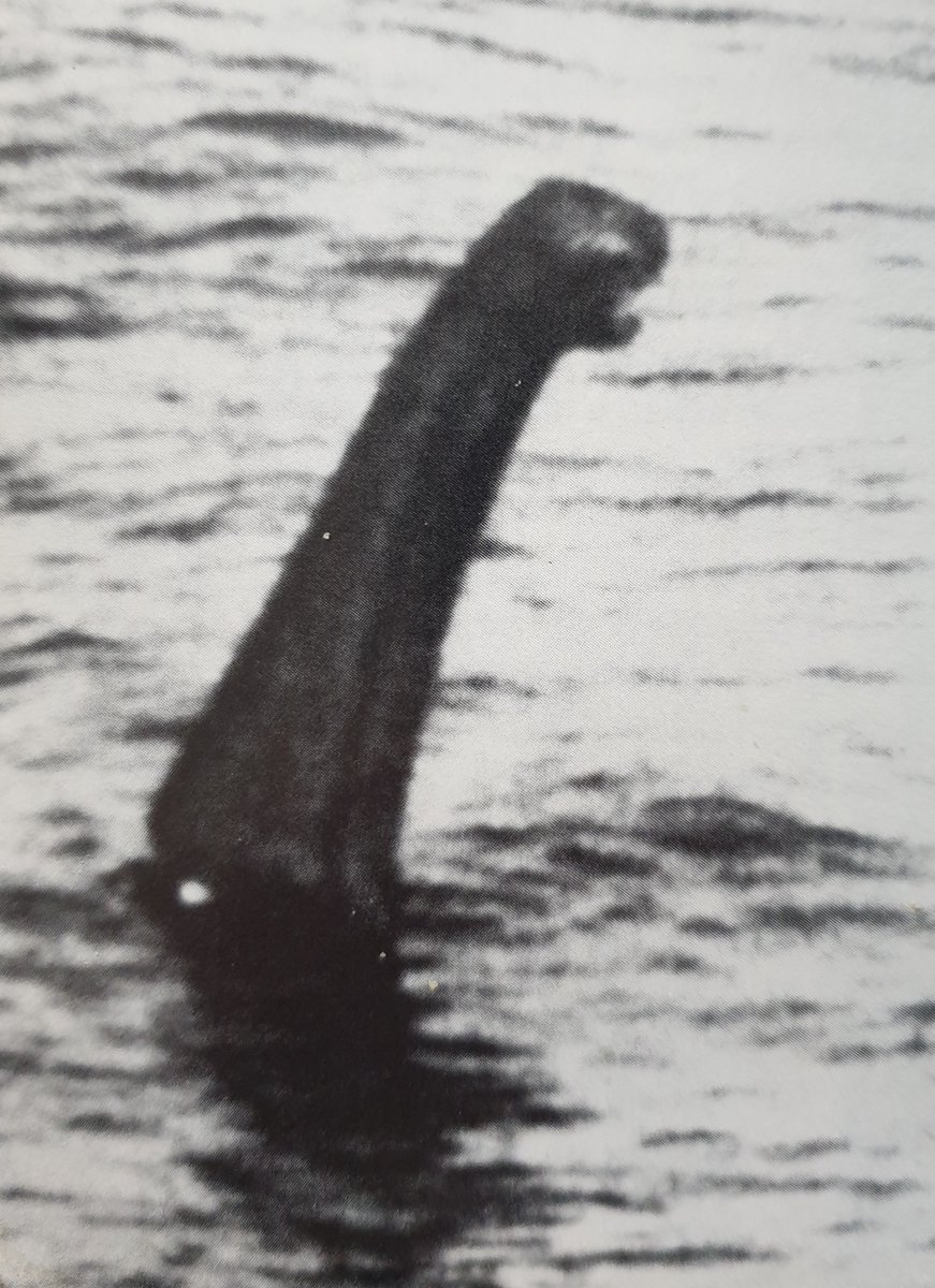 As mentioned, the Shiels Photo isn't a one-off, but 1 of 2 which show the monster with a different neck posture. The 2nd image isn't well known but has been included in a few books, most notably in Janet & Colin Bord’s Alien Animals of 1980 where both images occupy whole plates.