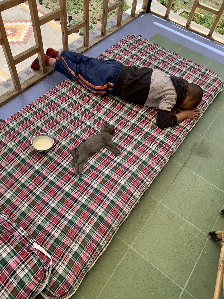 NilzaBalti's tweet photo. I kept him ( my nephew ) incharge of the kitten for a while as our dog is still getting accquinted with her . 
Fast forward 10 mins 😂 https://t.co/nmq805vmuD