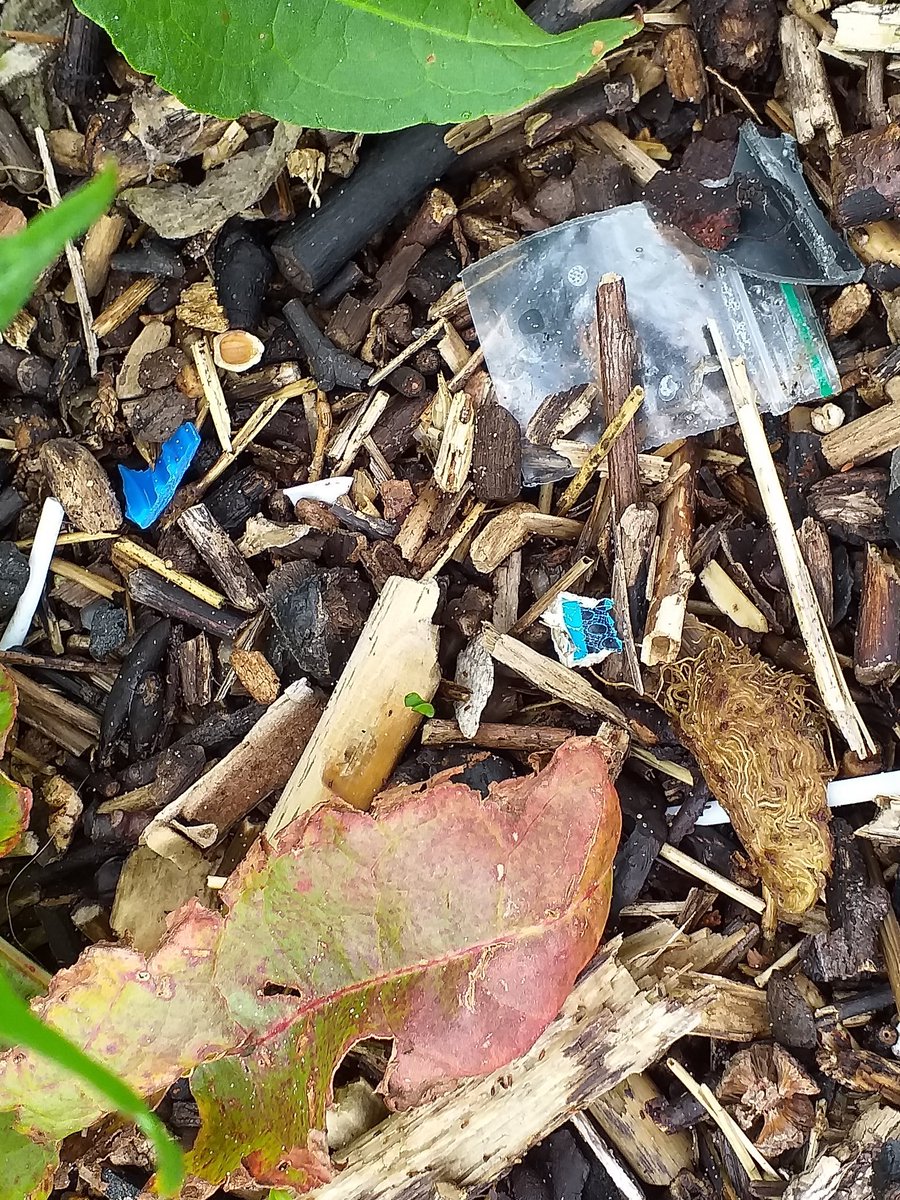 KarenDouglas_NI's tweet photo. The amount of mico-plastics embedded in the seaweed along the shoreline near #BallymacormickPoint was shocking. Disappointing to see one of Council's new anti-litter signs damaged 🌊🏖⛵👣 #KeepOurBeautySpotsBeautiful #LeaveOnlyYourFootprints #RespectOurBeaches #TakeHomeYourWaste https://t.co/t67uZKJqgp