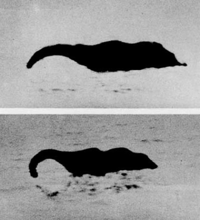 Given that the 2 surviving photos show different neck postures, the model must have been flexible. In another hoaxed monster photo connected to Shiels (the ‘Mary F’ Morgawr photos), the model was said to have been made from plasticine. Maybe the Shiels  #Nessie is plasticine too.