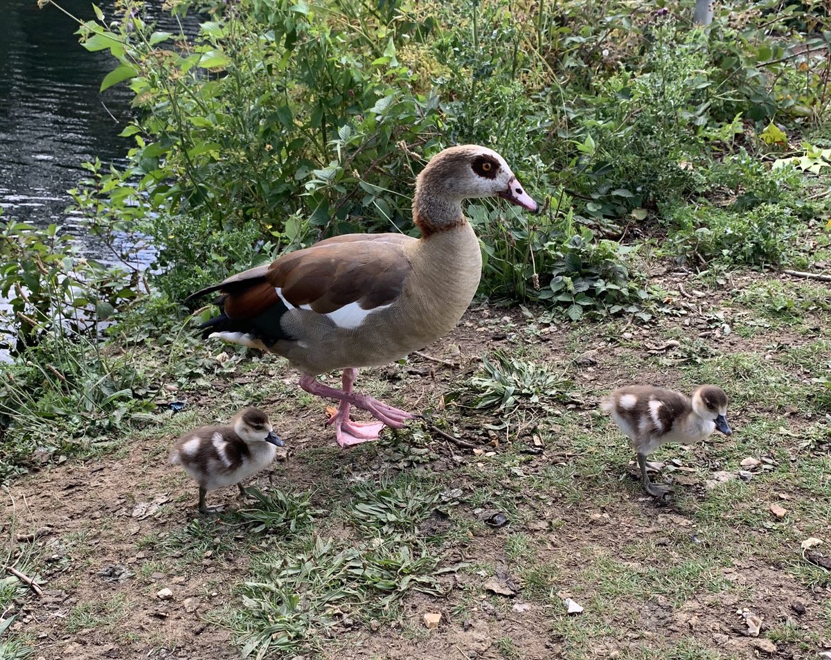 fionatalkington's tweet photo. Thank you so much for lovely messages 🙏 Back home, shoes off #poorfeet Cars were so loud! People so fast! But these little ones were just right @UniofReading #shielding https://t.co/4HGvaMSQ1c