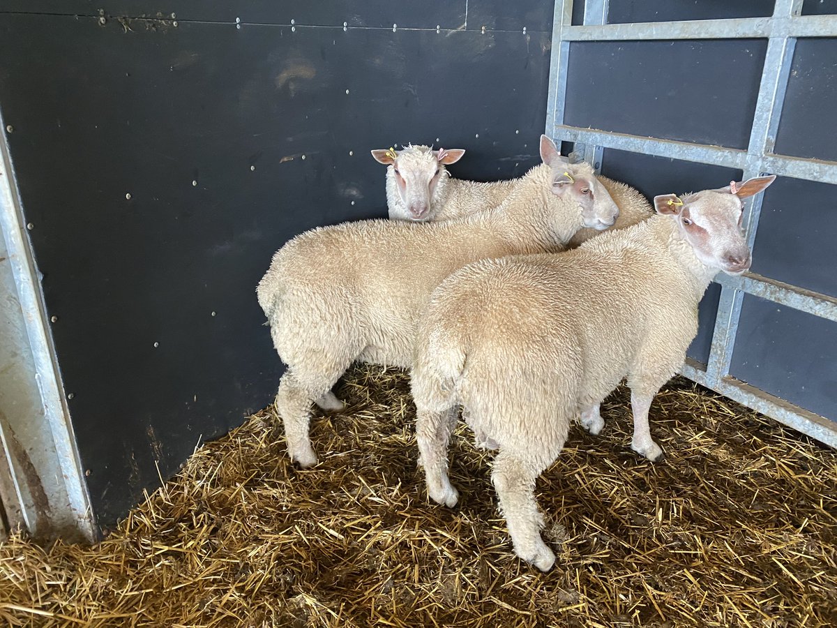 will__whiting's tweet image. Shearing the ram lambs! #charollais #grassfed