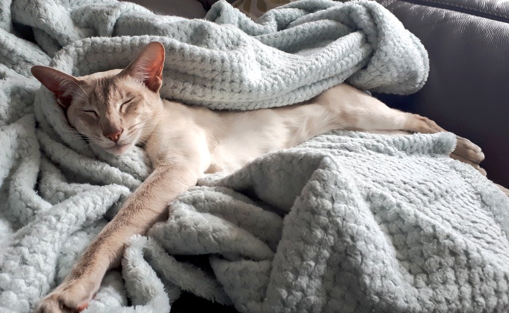jolenehunter's tweet photo. Pinker says relax #SundayThoughts #JessiePinks #CatsNaps #cats #CatsOfTwitter #catsofinstagram @Diablo_Siamese https://t.co/BDXBPo8VVq