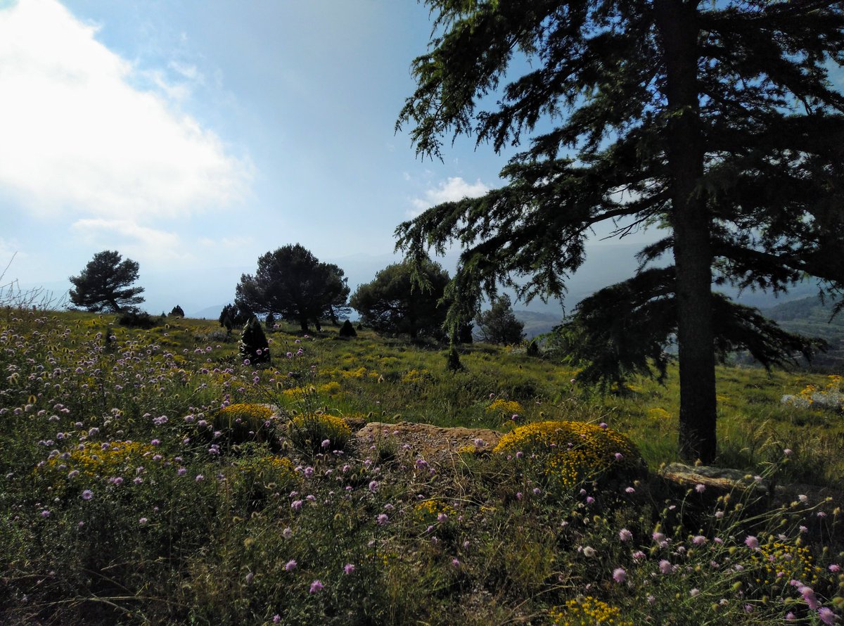 JorgeCanton5's tweet photo. Primer paseo por el #monte en mucho tiempo, ¡y con la familia 😀!
Uno de esos sitios donde lo difícil es encontrar a alguien: alto de Moncantil y ermita de San Cristóbal, en #FontdEnSegures #Benassal.
¡El #Maestrat mola mucho! https://t.co/SRledfz3Lk