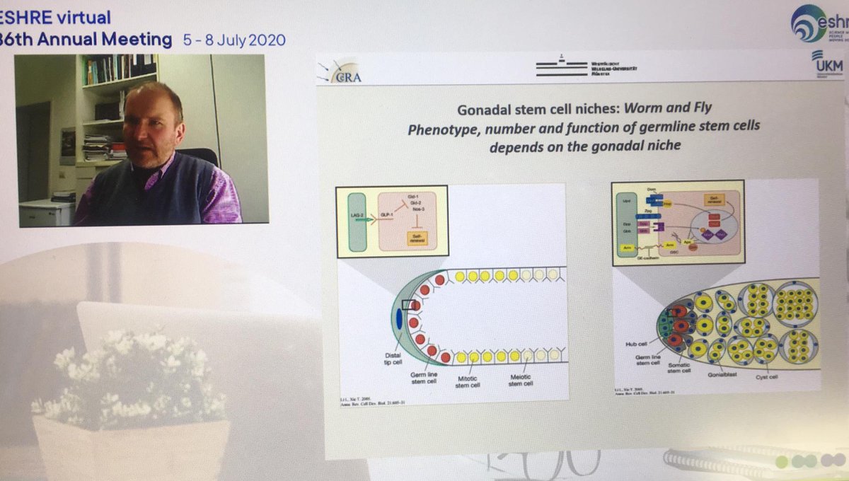 SigStemCells's tweet image. Join our #ESHREPCC Nr.5: &quot;Is sex worth the effort?&quot; At this moment, Prof. Stefan Schlatt is talking about in vitro reassembly of adult human testicular tissues! #ESHRE #safeLearningWithESHRE