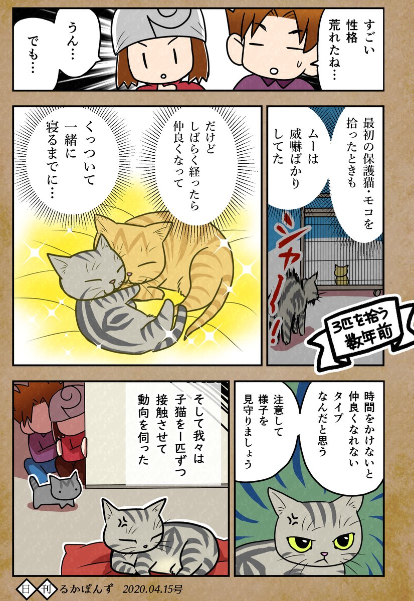 【猫マンガ】子猫を保護したら先住猫が鬼を化した話、まとめ①(1/2)

#保護猫3兄妹 #猫漫画 #猫のいる暮らし 