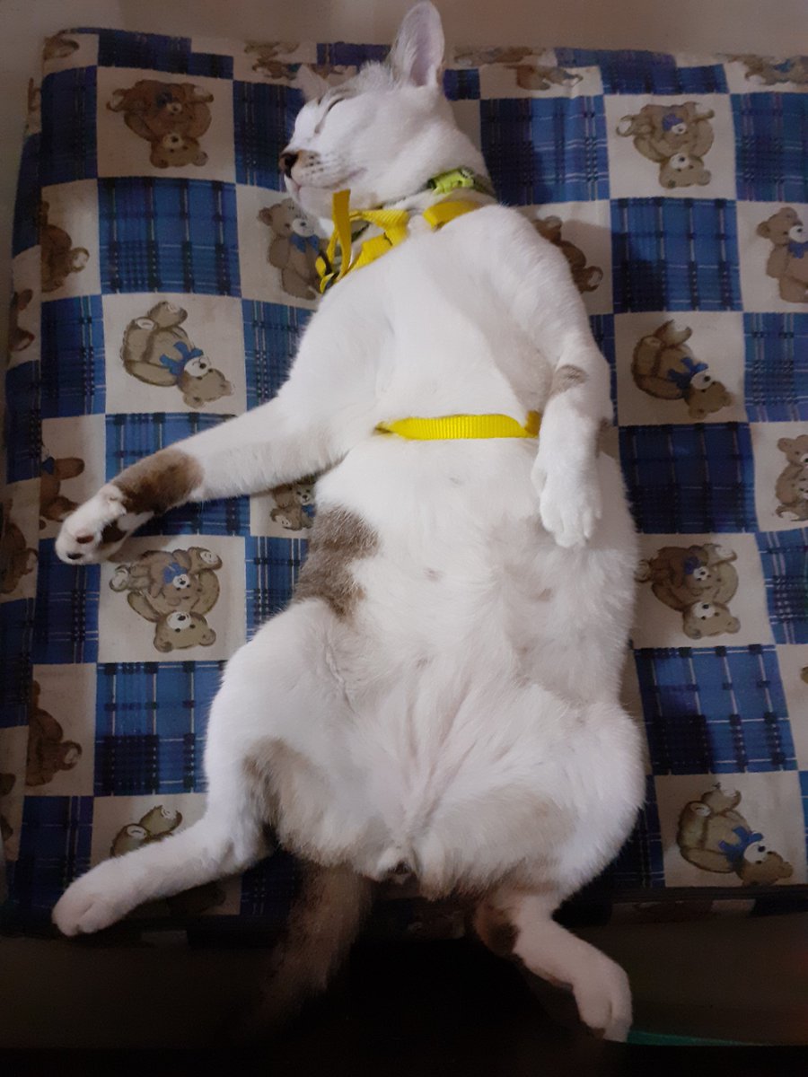 へそ天猫 Togetter