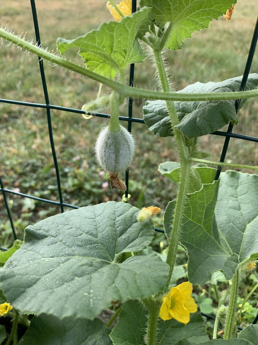 Today I realized I had my tomatoes mixed up... and what I thought were cherry tomatoes we’re actually beefsteak tomatoes! They would have been some huge cherry tomatoes 😂... the cucumbers and baby cantaloupe are getting bigger! 💚