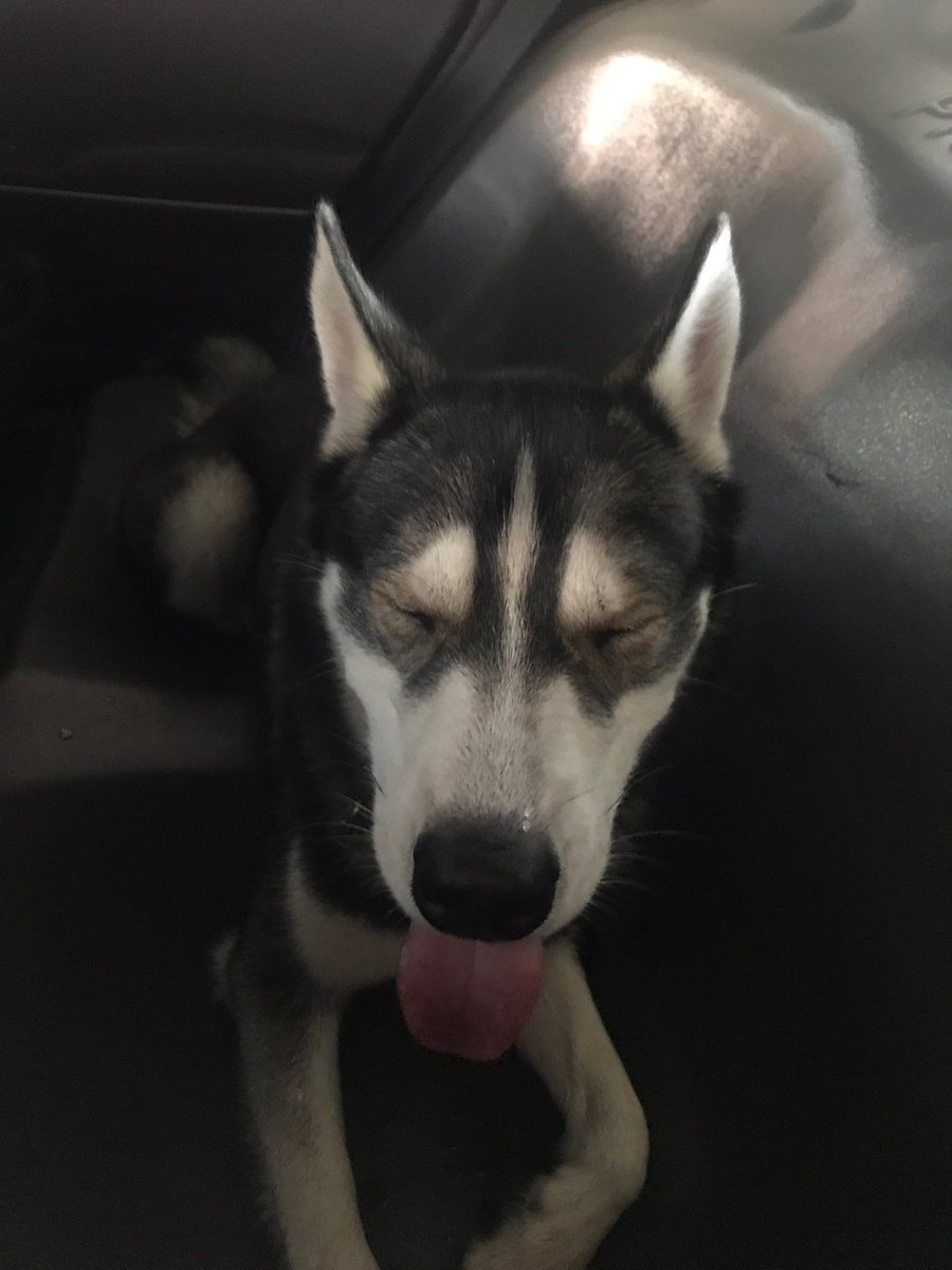 CreekCEO's tweet photo. Help find my owner: This male Husky mix was found on I-675 in the area of Grange Hall Rd. in Beavercreek just now. He is friendly and has no tags. Greene County Animal Shelter has him. (937)562-7400. https://t.co/ybpPdsItXr