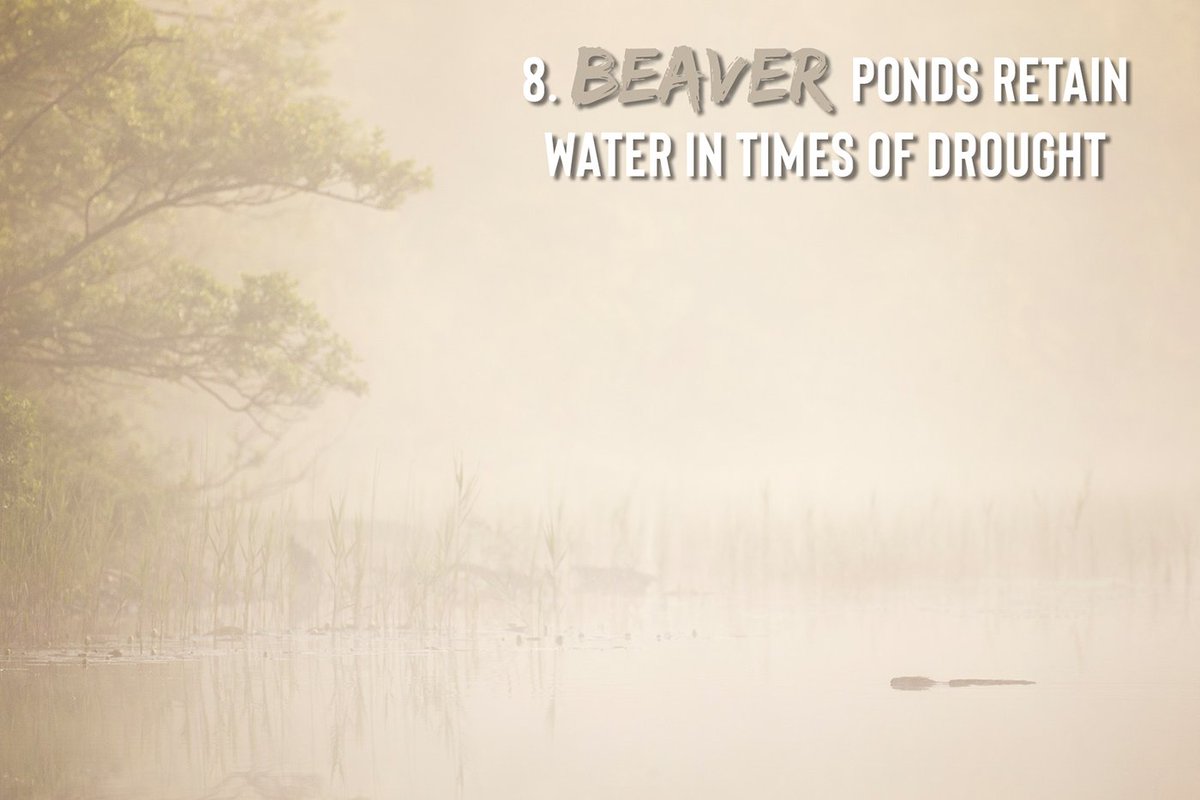 8) Beavers aren't just good at mitigating floods, they're also saviours in times of drought. All that water retention means there's a constant downstream flow through a series of leaky dams. Beaver wetland can be an oasis amongst the desert. 9/11