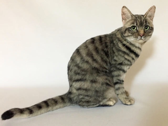 きじとら様 座ってこっちを見てるキジトラ猫完成しました！🎉 7月12日（日）まで