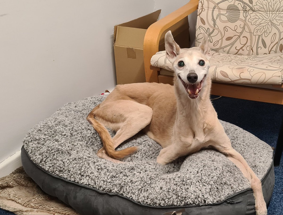 Ramshall07's tweet photo. @Battersea_ My gorgeous rescue boy Tom who I lost last week at 14. He took a big piece of my heart with him 💙🌈 https://t.co/FT9zCRFWVq