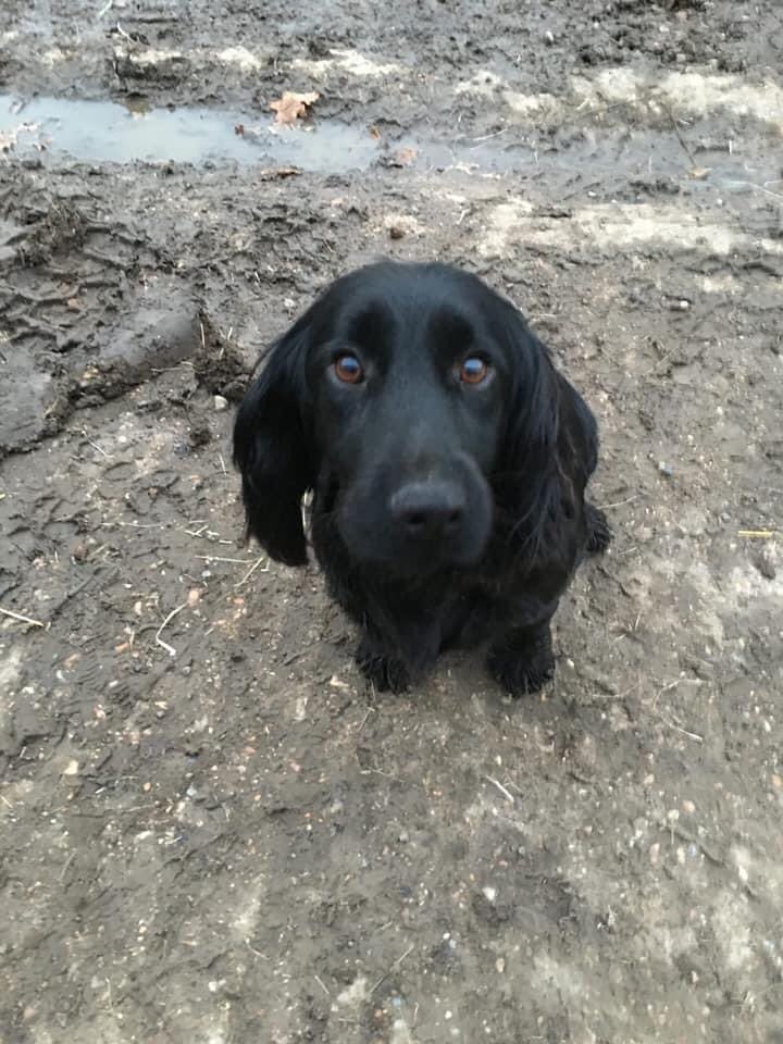 ❗️ANOTHER #dogtheft overnight 5/7/20 #Peasmarsh #RYE #SUSSEX❗️#cockerspaniel 
PLS URGENT HAS ANYONE IN AREA ANY INFO REGARDING THIS DOG❓
CAN U CHECK ALL #cctv etc PLS 
facebook.com/41648662172559…

<a href="/The_Animal_Team/">The Animal Team</a> <a href="/AlanDaffern/">John David Alan Daffern and Davey d...all grown up</a> <a href="/AnneGreen2909/">Anne, Alfie & GreyD🌈 🙋🏻‍♀️🐶</a> <a href="/blacklab115/">Amber</a> <a href="/blacklab115/">Amber</a> <a href="/janice_adams3/">Janice</a>