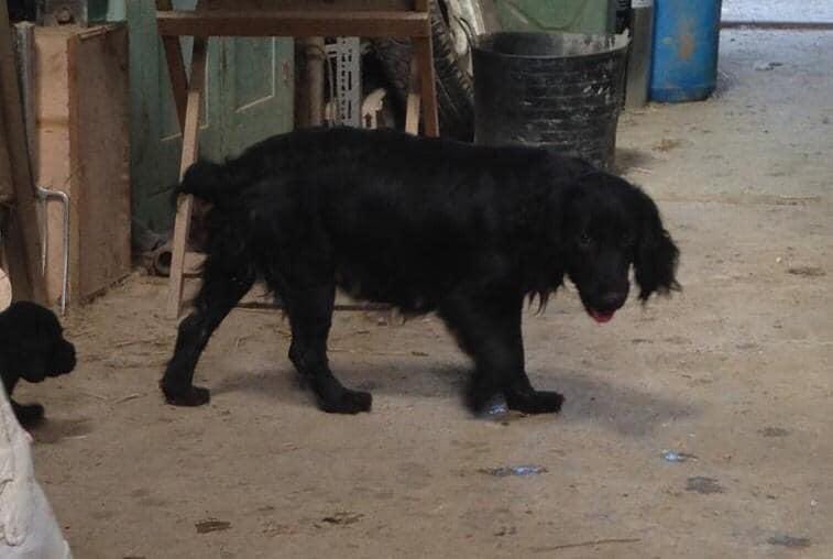 rosiedoc666's tweet photo. ❗️ANOTHER #dogtheft overnight 5/7/20 #Peasmarsh #RYE #SUSSEX❗️#cockerspaniel 
PLS URGENT HAS ANYONE IN AREA ANY INFO REGARDING THIS DOG❓
CAN U CHECK ALL #cctv etc PLS 
https://t.co/g9yi1INDvt

@The_Animal_Team @AlanDaffern @AnneGreen2909 @blacklab115 @blacklab115 @janice_adams3 https://t.co/2WuIYRjnYT