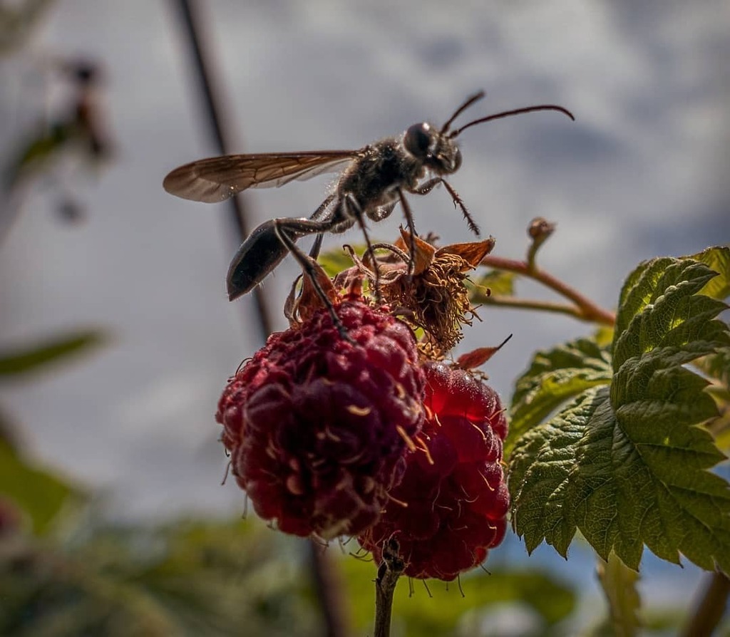 DidierWehrli's tweet photo. pas touche ! c'est ma #framboise
#sphex #isodontia
#raspberries #himbeeren
#insekten
#hymenoptera
#sphecidae
#nature #natur #naturphotography
#instanature #naturestagram
#bns_insect
#instainsect
#aucoeurdu67
#grandestnotreregion
#macrophotography
#bi… https://t.co/uMynp5F1MY https://t.co/uTgio8MzJN