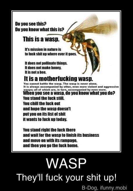 Gemrossi46's tweet photo. Just so you know.😐🐝😆👍
Excuse the language.😬
#WaspsFuckShitUp #pubsopen #COVID19 #sundayvibes #coronavirus #StayAlert #TheirNeverAlone #DoNotMove #StaySafe https://t.co/0VfoVY73en
