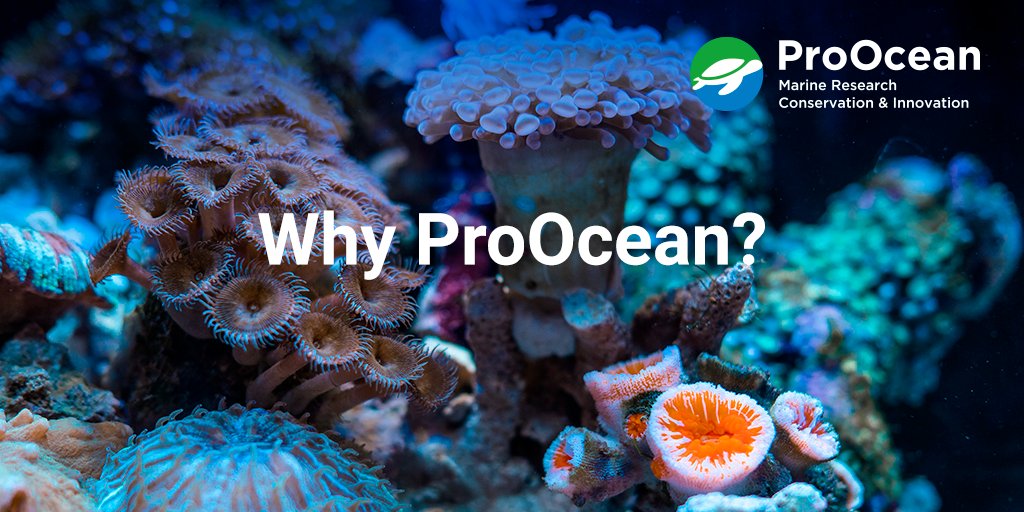 proocean1's tweet photo. Our website is now available! Find out Why ProOcean? in our first blog post. Link https://t.co/WCzW9CMpdd
JOIN US! https://t.co/pRHPeUT0T5
#marineresarch #conservation #innovation #ProOcean #NGO #ProOceanNGO #marinecosystems #biodiversity #climatechange #ocean #education https://t.co/NpsPkwK5R9