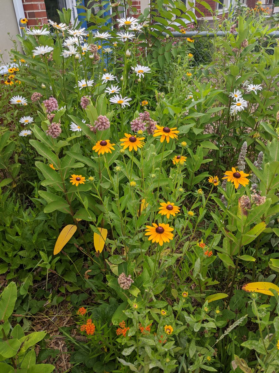Forgot to notify the bees, birds and butterflies that visit the pollinator garden <a href="/TSSCC93/">TSS Community Center</a> #pollinators #getoutside