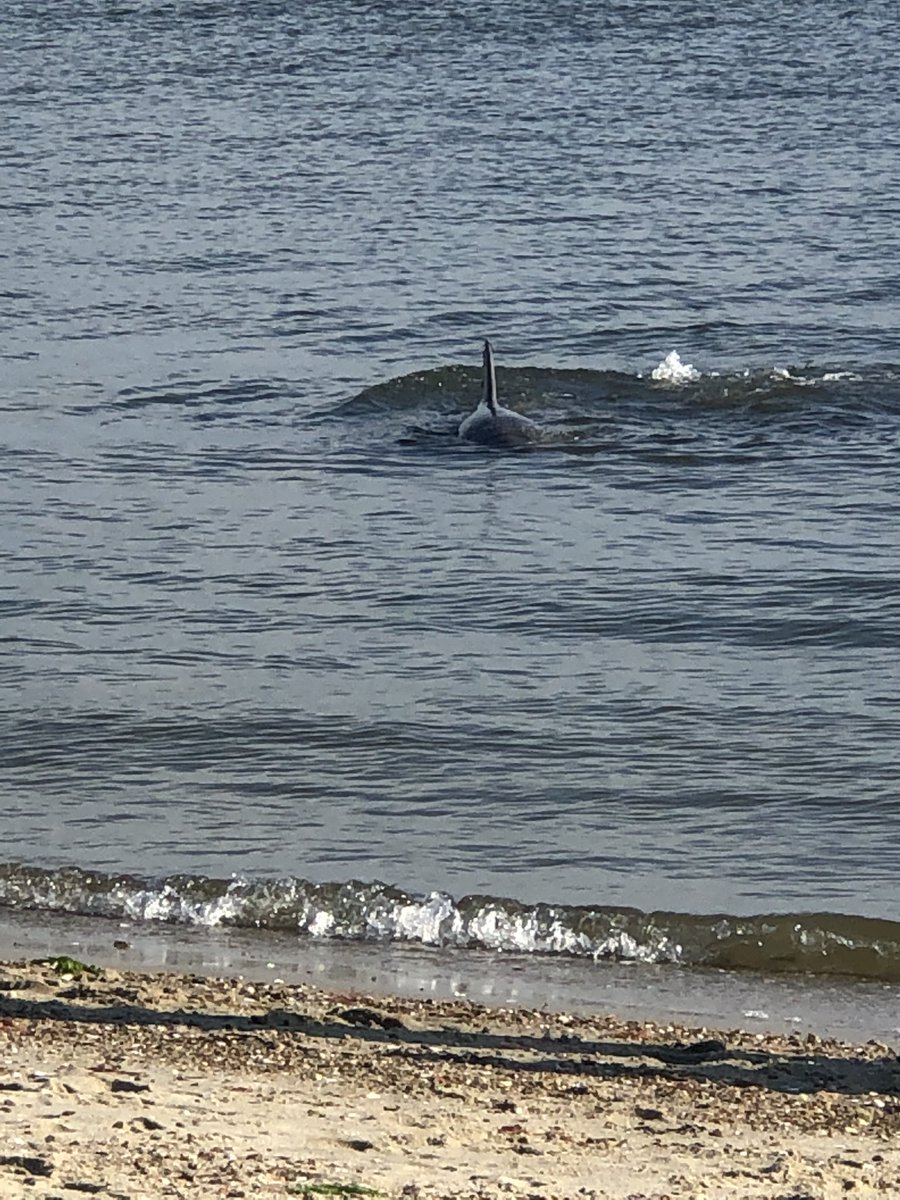 KD_1944's tweet photo. Incredible #rescue by @Ifaw #saveourseas @capecodtimes @CapeCodDaily #LewisBay #Westyarmouth https://t.co/3QSfXBRS5N