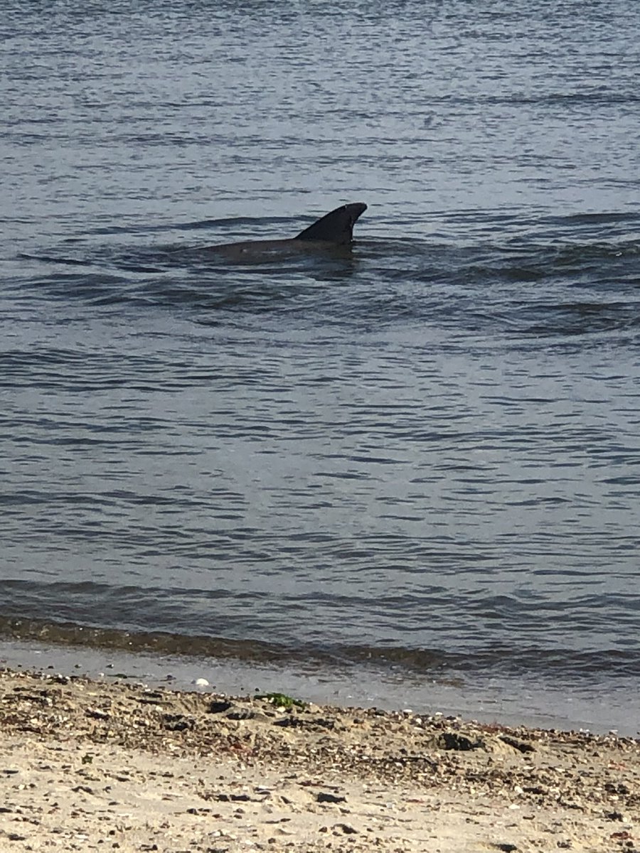 KD_1944's tweet photo. Incredible #rescue by @Ifaw #saveourseas @capecodtimes @CapeCodDaily #LewisBay #Westyarmouth https://t.co/3QSfXBRS5N