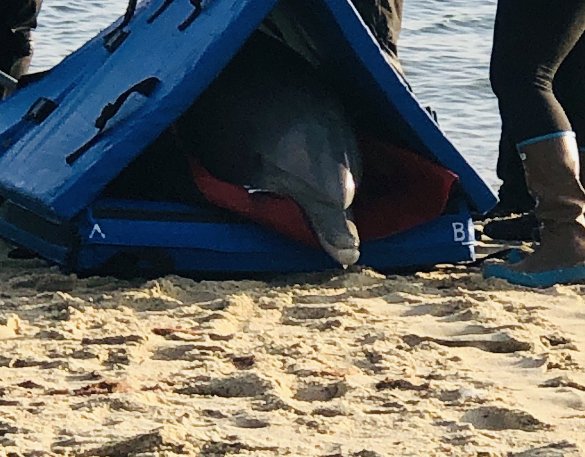 KD_1944's tweet photo. Incredible #rescue by @Ifaw #saveourseas @capecodtimes @CapeCodDaily #LewisBay #Westyarmouth https://t.co/3QSfXBRS5N