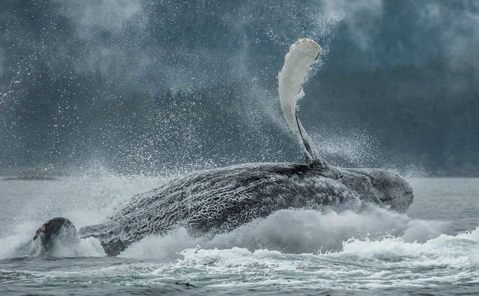 cestassezfrance's tweet image. Pour les #Amérindiens, la #baleine est  l’origine du #monde,  #maître de la #terre et des #océans.
La #gardienne des #secrets. 
Elle symbolise la clairvoyance.
 #ProtégeonsLesOcéans #ProtégeonsLaVie #CestAssez 
Crédit photo : ©Tahomawind Photography
➡️ facebook.com/tahomawindphot…