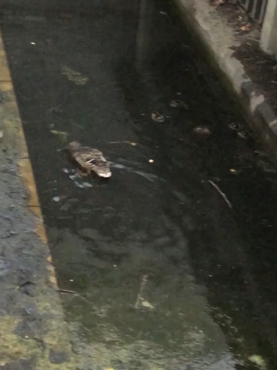 🏘#NeueHeimatMitte🏘 - NachbarnInitiative tweet media