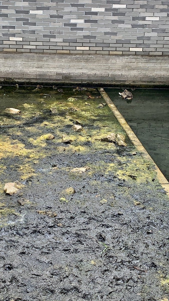 🏘#NeueHeimatMitte🏘 - NachbarnInitiative tweet media