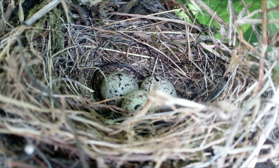 belrisguard's tweet photo. Ospiti graditi nel nostro #vigneto di Fiano ❤️ Qualcuno sa riconoscere la specie? 
Welcome guests in our #vineyard in Fiano ❤️ Can anyone recognize the species? https://t.co/WIsW9mwAv5