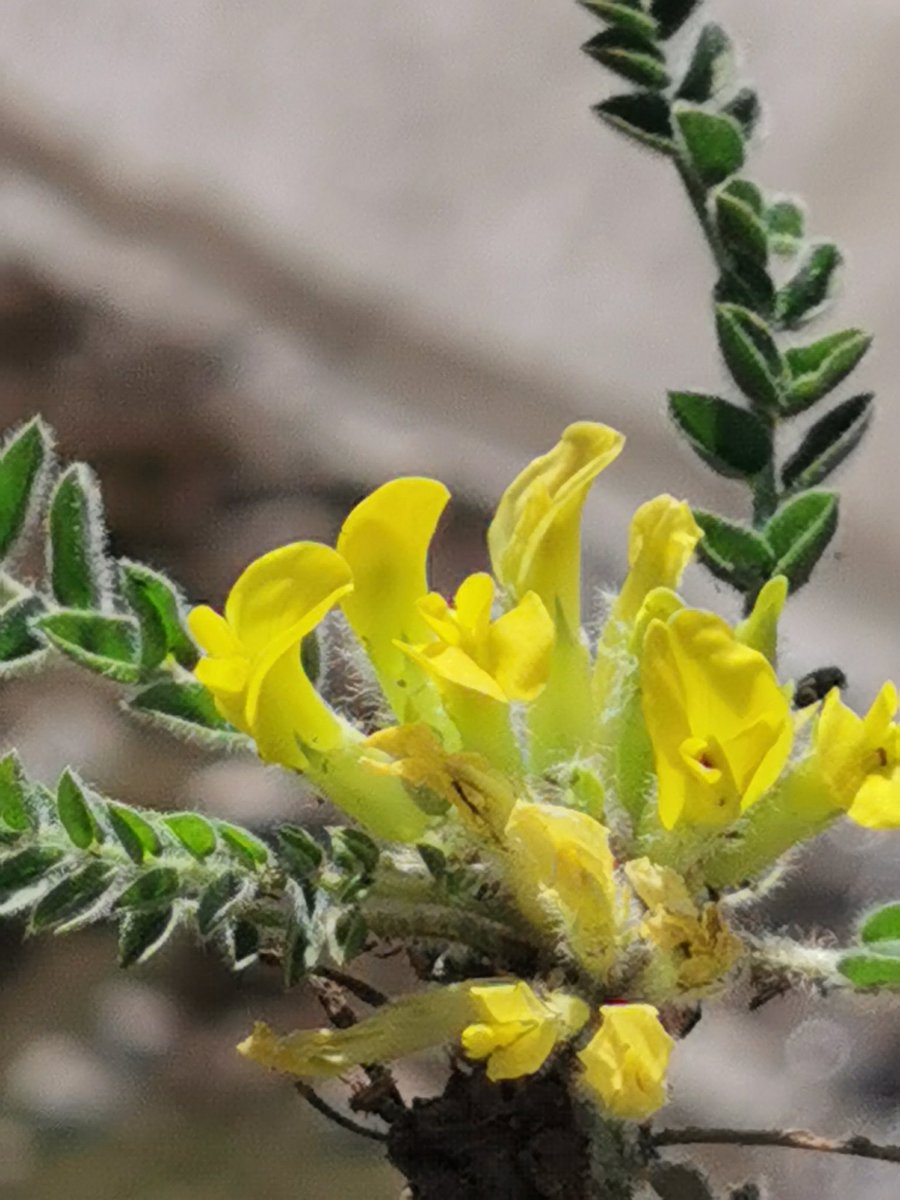 fevziozgokce's tweet photo. Bugün günlerden #Van #GökyüzüneEnYakın #Alpin bölgeler...
#3500m - #4100m
#AlpinBitkiler
#AlpinePlants
#BiyoÇeşitlilik
#biodiversity
#Etnobotanik
#Ethnobotany
#Etnoveteriner https://t.co/RpDAQ8bNnv