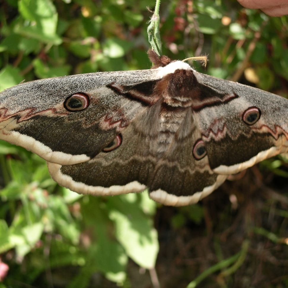 atcostel's tweet photo. From Caterpillar to Butterfly, amazing nature of insects! #saturniapyri #павлиноглазка #caterpillar #caterpillars #гусеница #transformation #nature #insects #butterfly #butterflies https://t.co/ZeWs1EQLSp