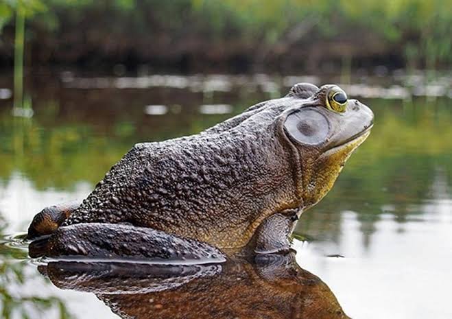 Goliath frog Cameroon & Equatorial Guinea which can live up to 15 years