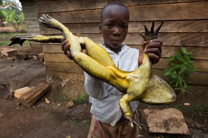 Goliath frog Cameroon & Equatorial Guinea which can live up to 15 years