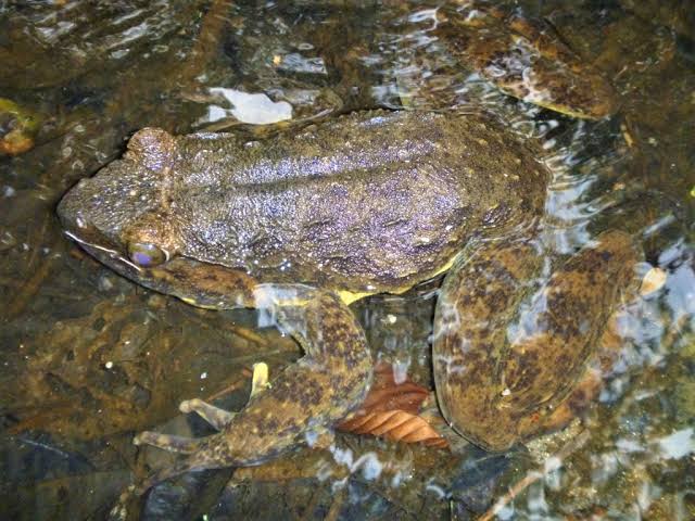 Goliath frog Cameroon & Equatorial Guinea which can live up to 15 years