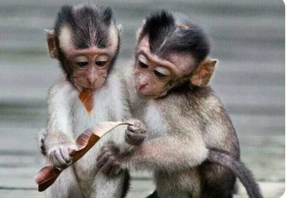 yaarneeelllll's tweet image. Kya chal raha he batayega koi??🙄🙄
.
.
.
#nibbas